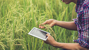 2020年长江中下游中晚稻田间管理技术指导意见