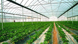 试验推广新技术新模式 江苏：“减塑”成为推进农业绿色发展中新任务