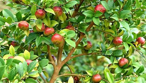 我国油茶种植面积达6800万亩