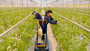 河北一产增加值近半来自特色农业