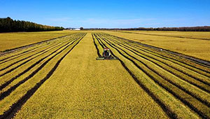 丰收在望！河北秋粮作物生产形势好于常年