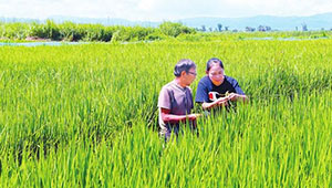 吉林省粮食生产形势较好