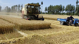 甘肃省夏粮总产327万吨喜获丰收