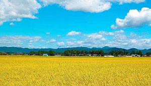 江苏加强农业种质资源保护与利用 保护经费要纳入财政预算