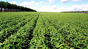 今年河南省将建50个绿色食品原料基地