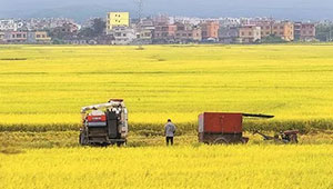 广西夏粮逆势增长实现三丰收