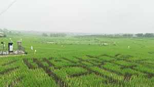 湖北省综合利用绿色防控技术，打响虫口夺粮保卫战