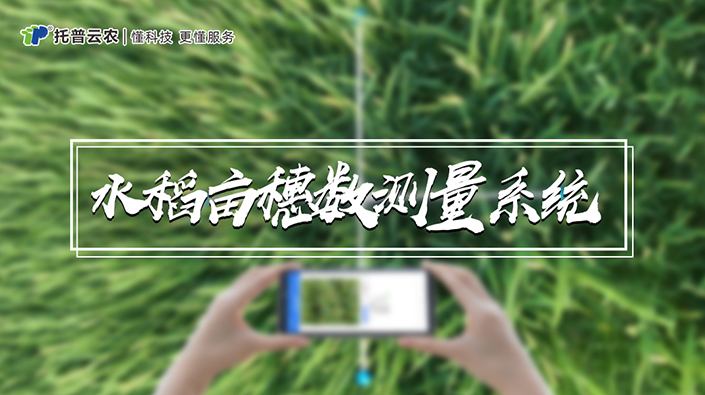 水稻亩穗数测量系统