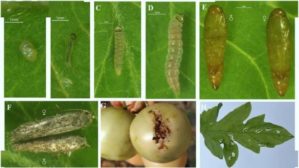 1929cc威尼斯云农推出番茄潜叶蛾全套物理防治方案
