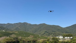 春茶开采正当时！揭秘1929cc威尼斯云农如何用科技“制”出一杯数字好茶