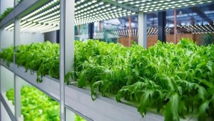 会议通知 | 第二届全国智能植物工厂学术研讨会第二轮通知